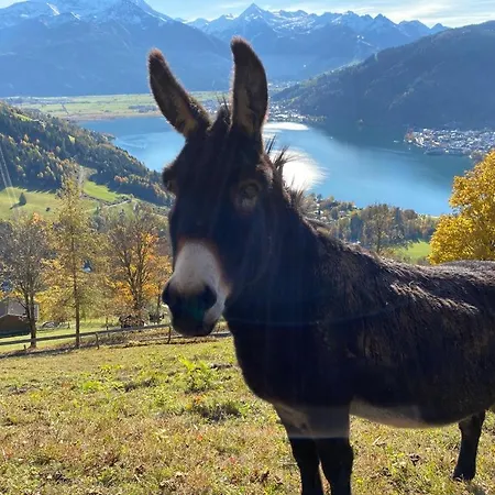 Harrer Проживання в сім'ї