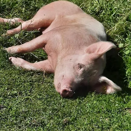 Проживання в сім'ї Harrer