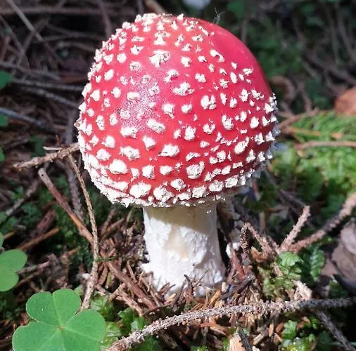 Harrer * Zell am See