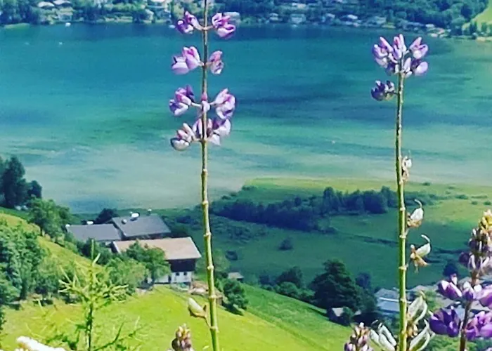 Harrer * Zell am See