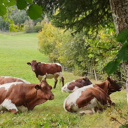 Проживание в семье Appartement Harrer